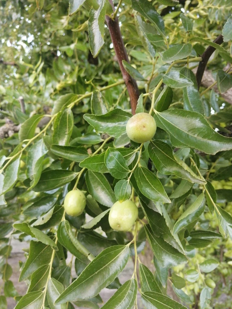 Ziziphus Jujuba