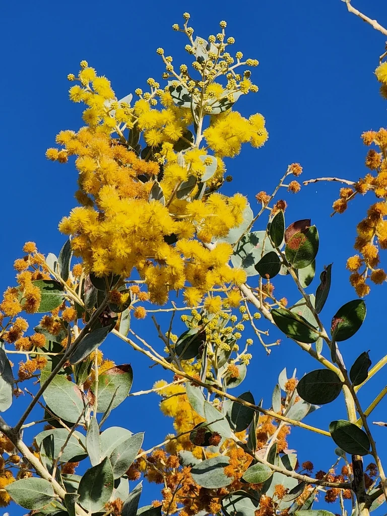 Acacia Podalyriifolia