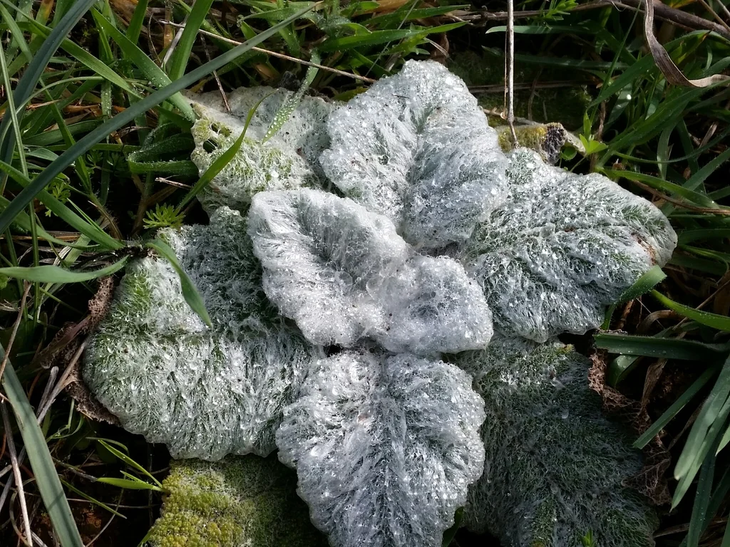 Salvia Argentea