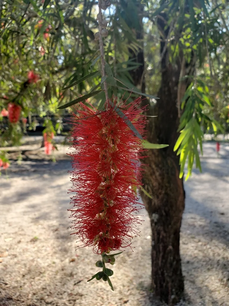 Callistemon Viminalis