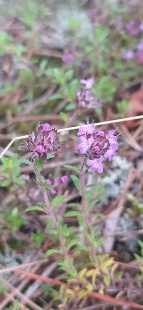 Thymus Serpyllum