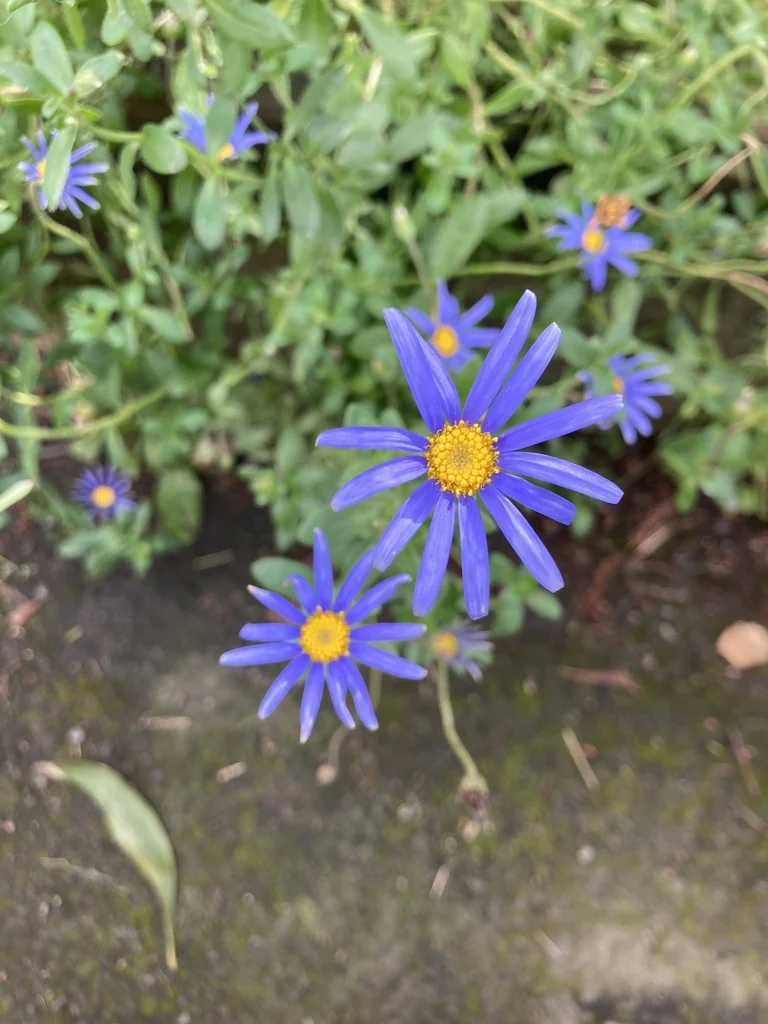 Felicia amelloides