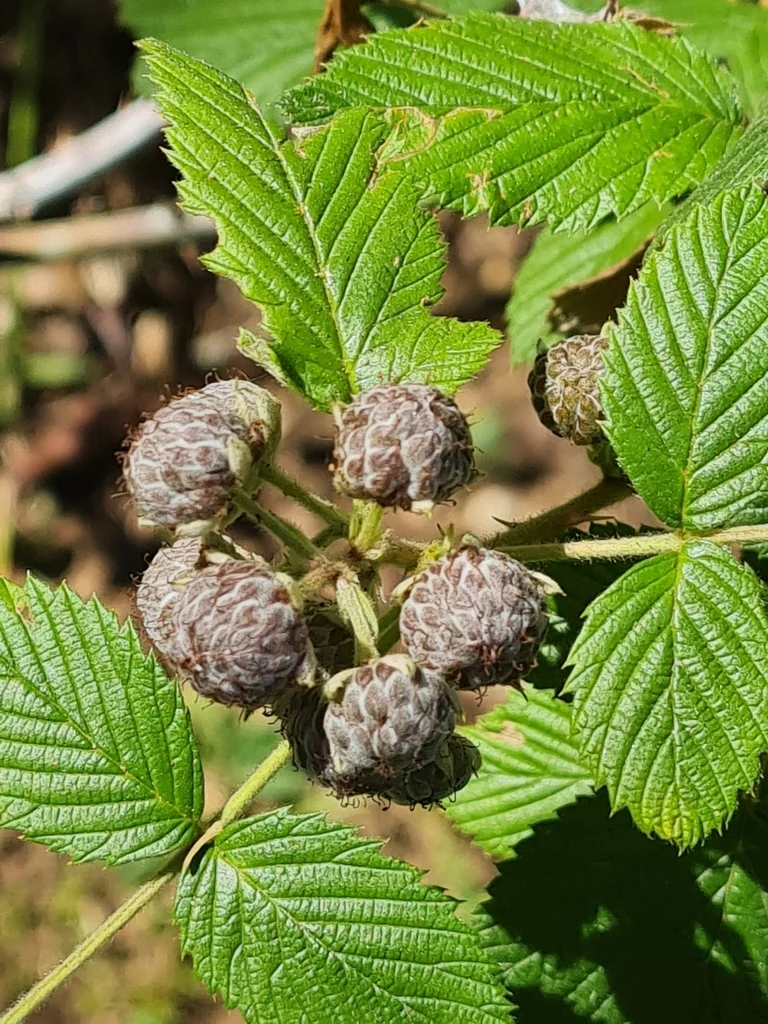 Rubus Niveus