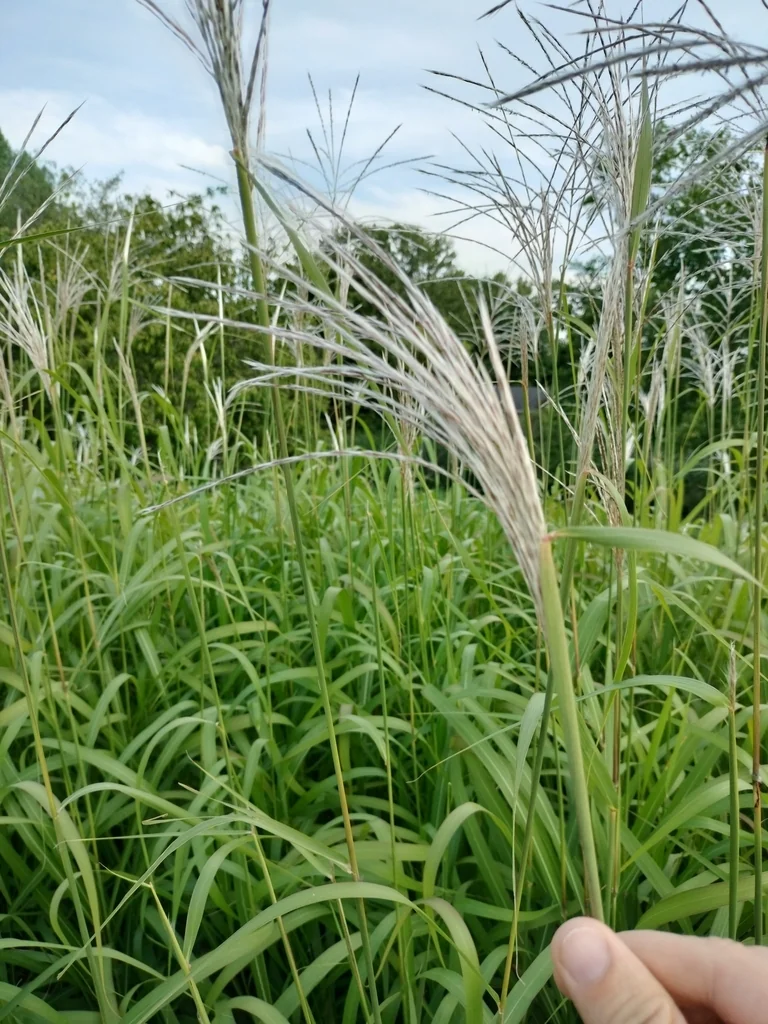 Miscanthus Sacchariflorus