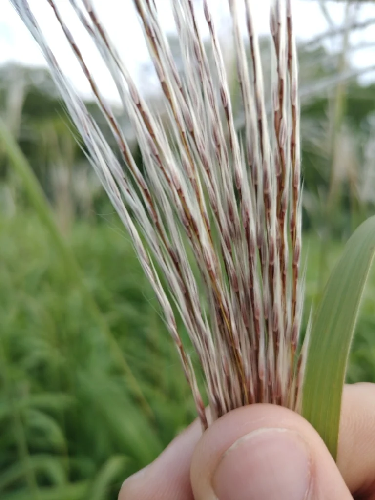 Miscanthus Sacchariflorus
