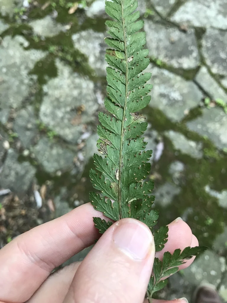 Microlepia Strigosa