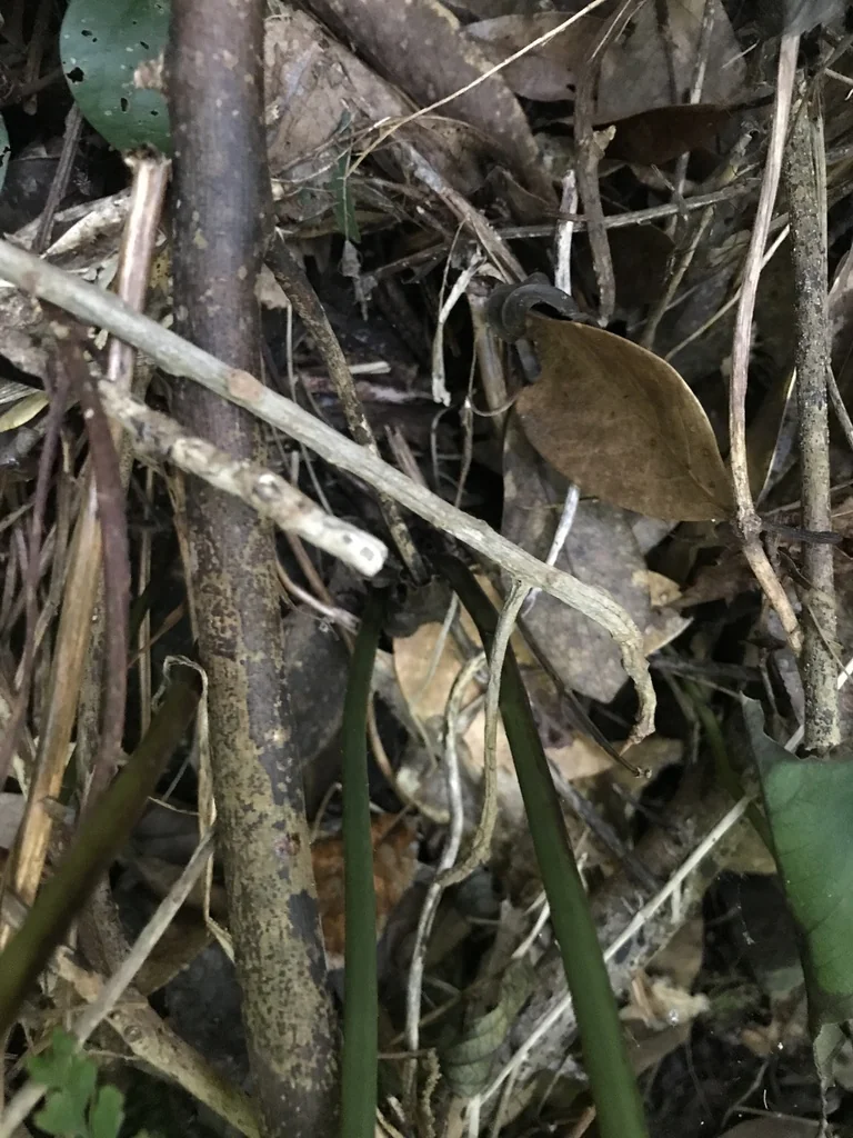 Microlepia Strigosa