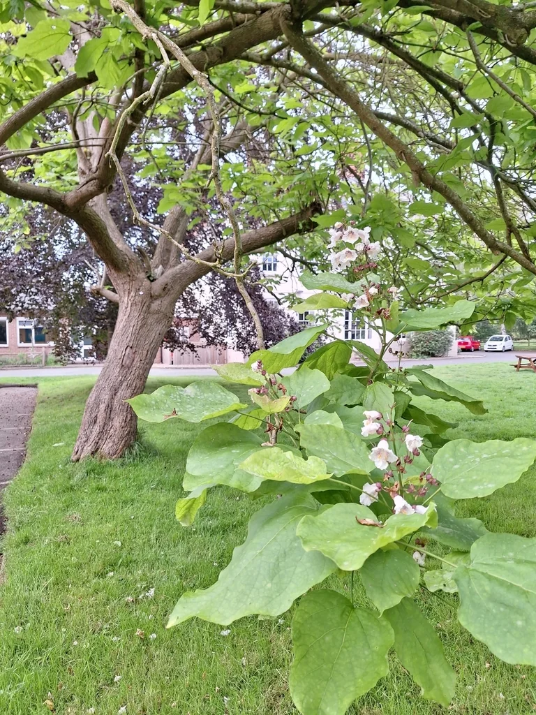 Catalpa Bignonioides