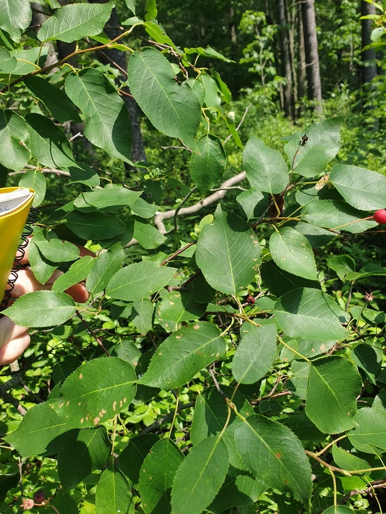 Amelanchier Laevis