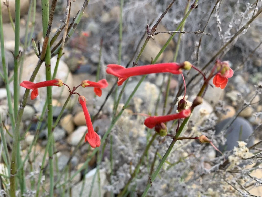 Gambelia Juncea