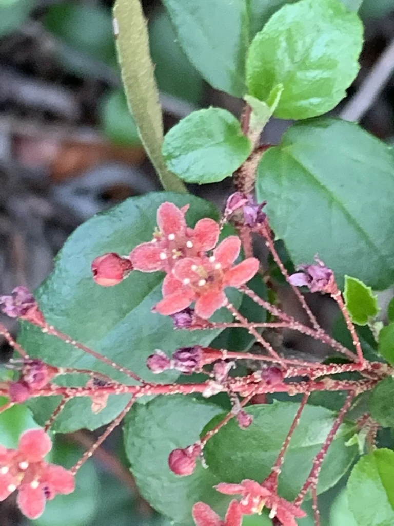Ribes Viburnifolium