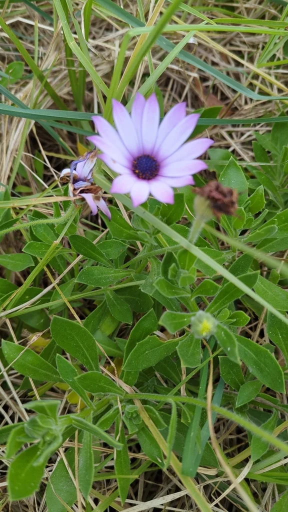 Osteospermum Fruticosum