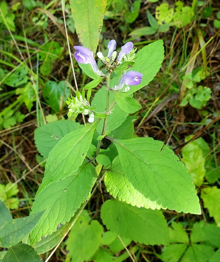 Scutellaria Incana