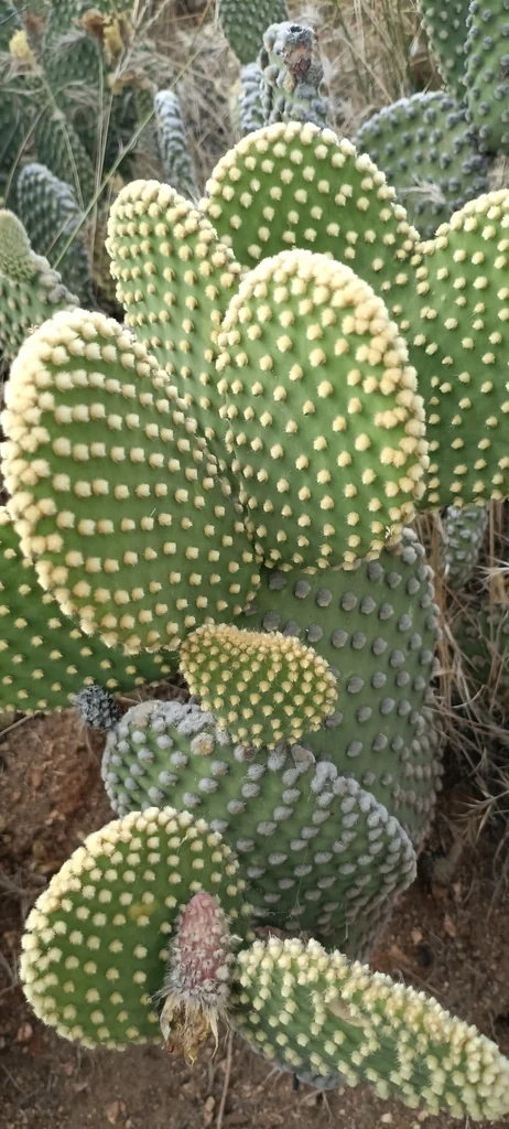 Opuntia Microdasys