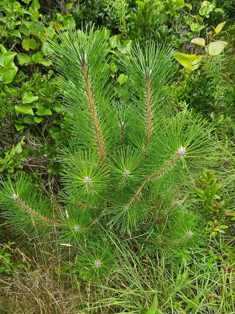 Pinus Thunbergii