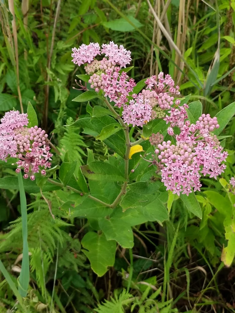 Asclepias Incarnata Pulchra