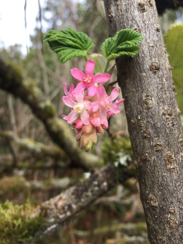 Ribes Sanguineum Glutinosum