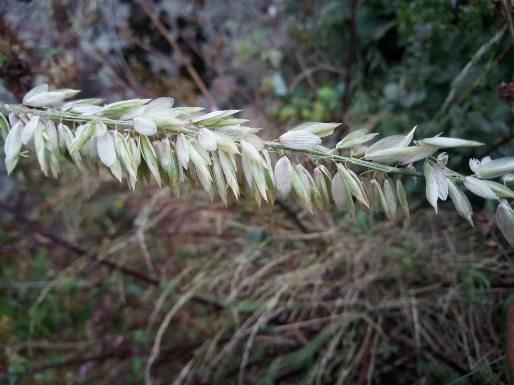 Melica Altissima