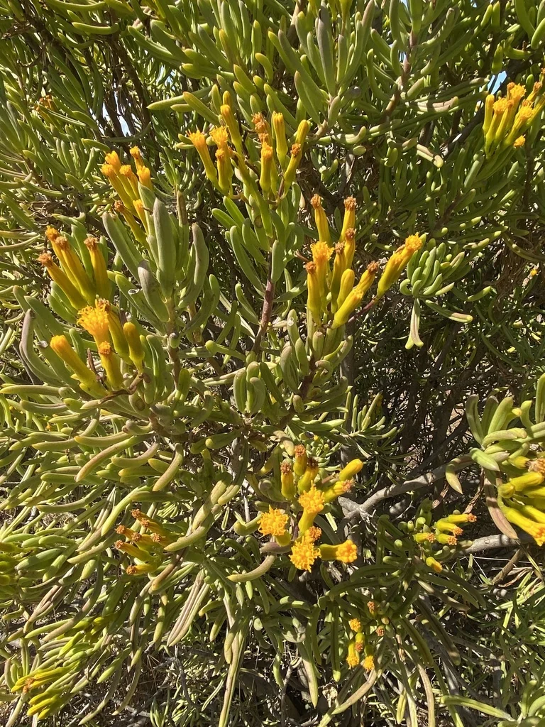 Senecio Barbertonicus
