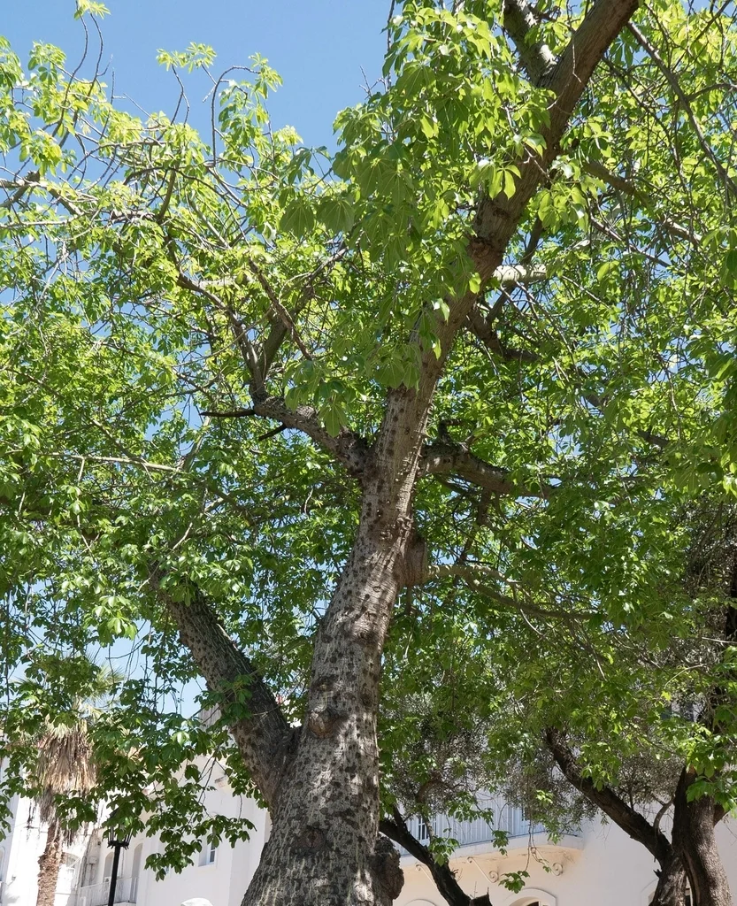 Ceiba Speciosa