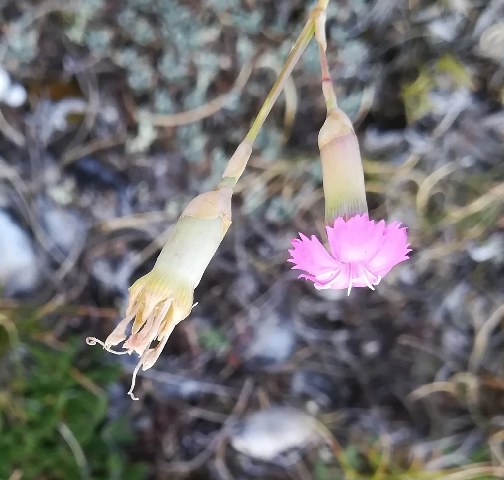 Dianthus Caryophyllus