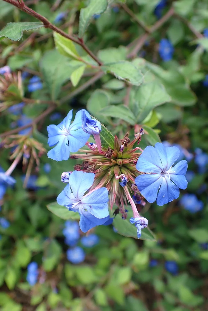 Ceratostigma Plumbaginoides