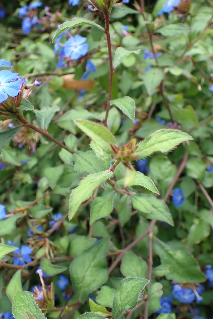 Ceratostigma Plumbaginoides