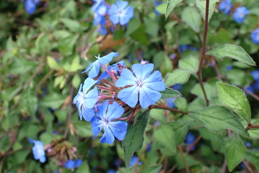 Ceratostigma Plumbaginoides