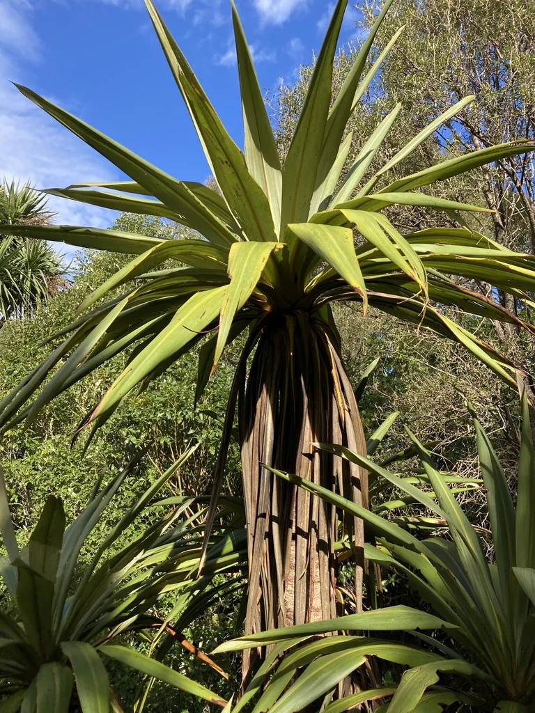 Cordyline Indivisa