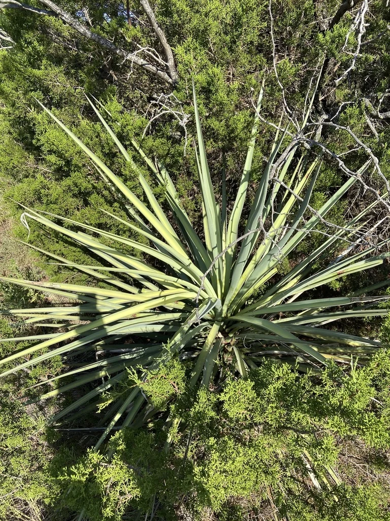 Yucca Torreyi