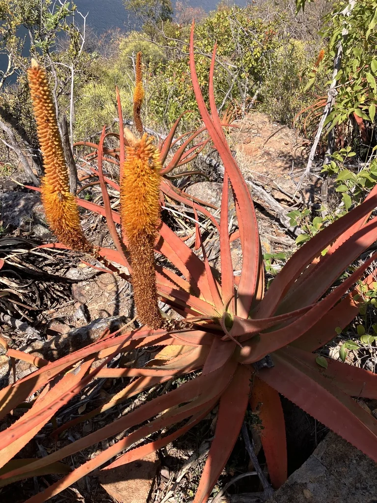 Aloe Spicata