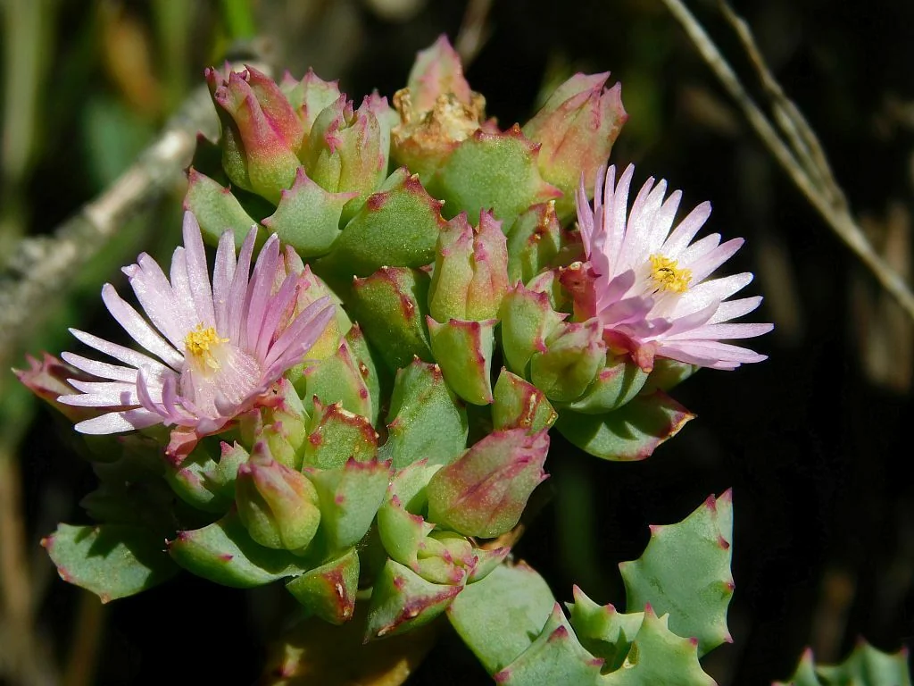 Oscularia Deltoides