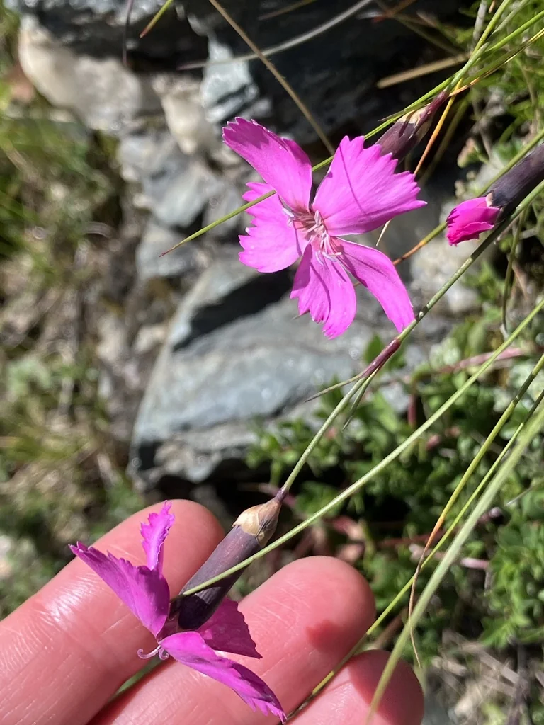 Dianthus Caryophyllus