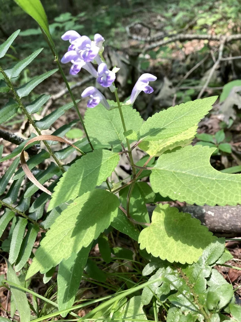 Scutellaria Incana