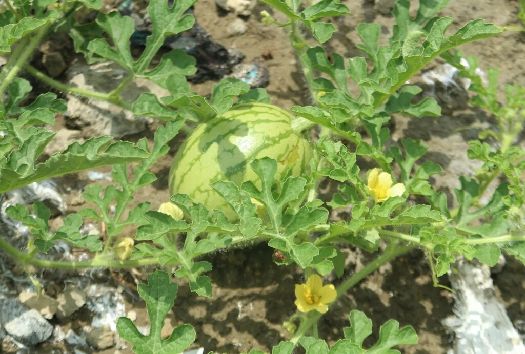 Citrullus Lanatus