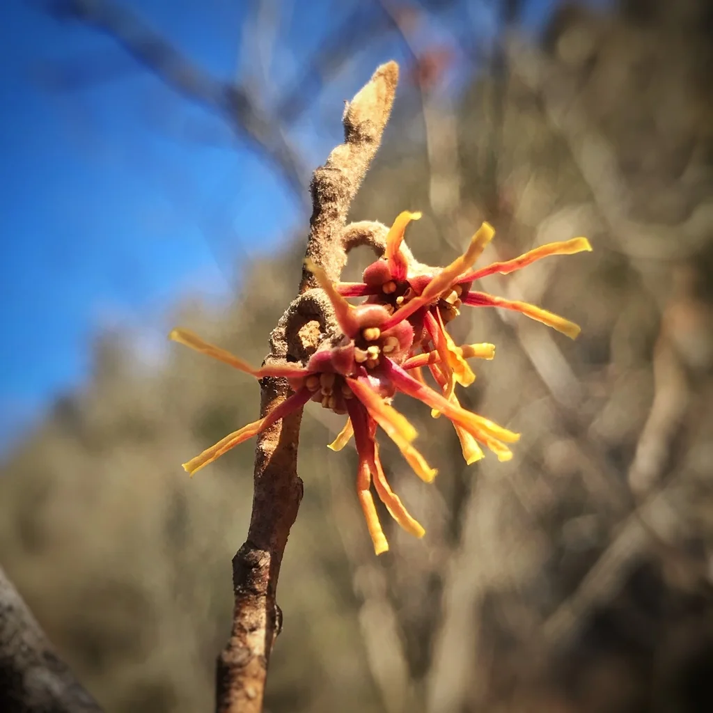 Hamamelis Vernalis