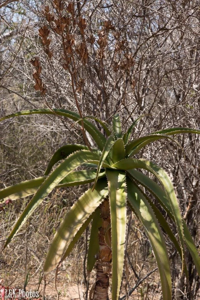 Aloe Vaombe