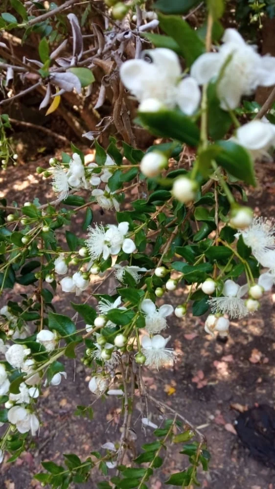 Luma Apiculata