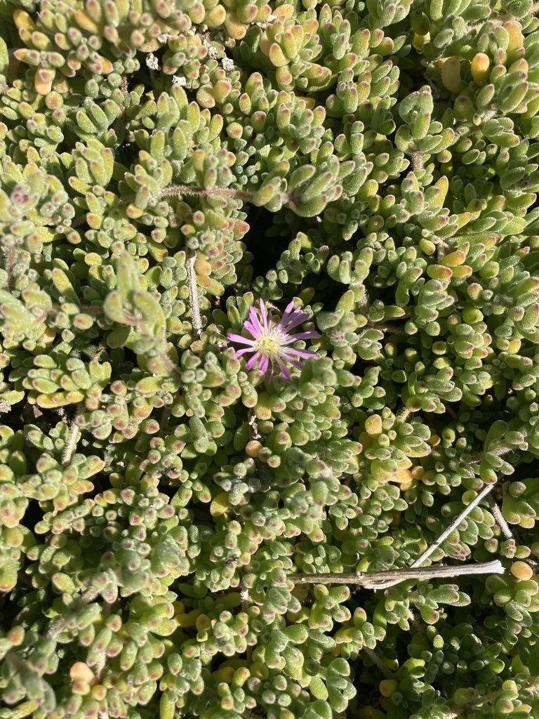 Drosanthemum Floribundum