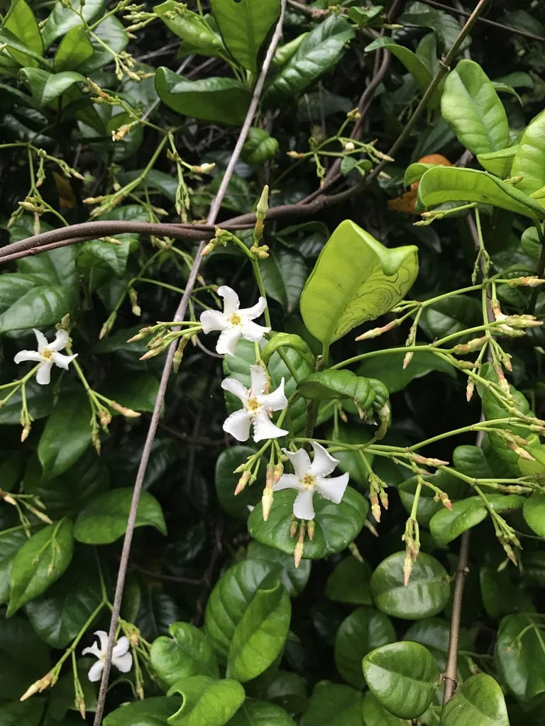 Trachelospermum Asiaticum