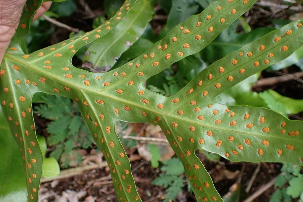 Polypodium Scolopendria