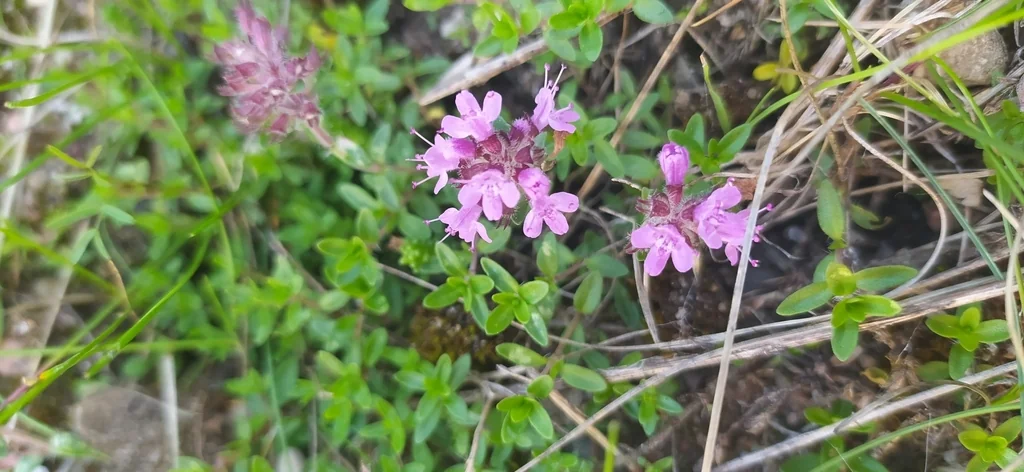 Thymus Serpyllum