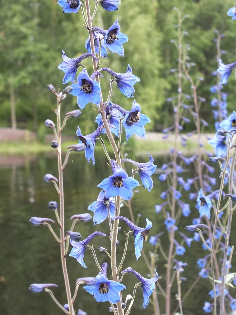 Delphinium Elatum