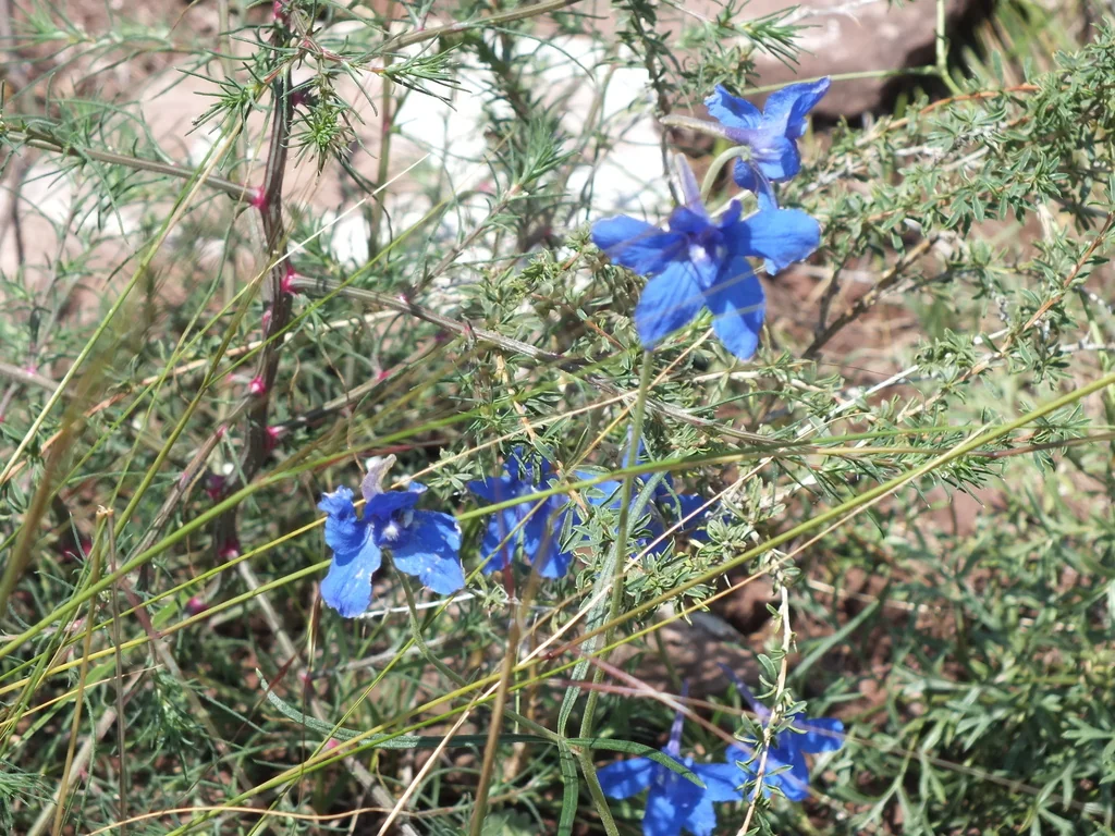 Delphinium Grandiflorum