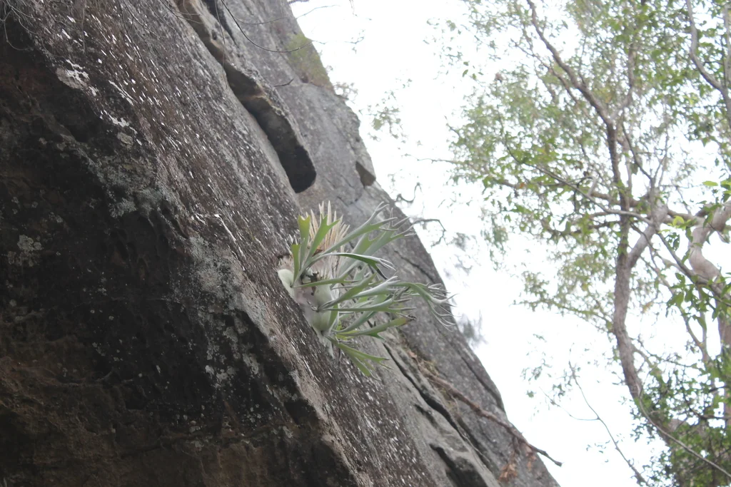 Platycerium veitchii