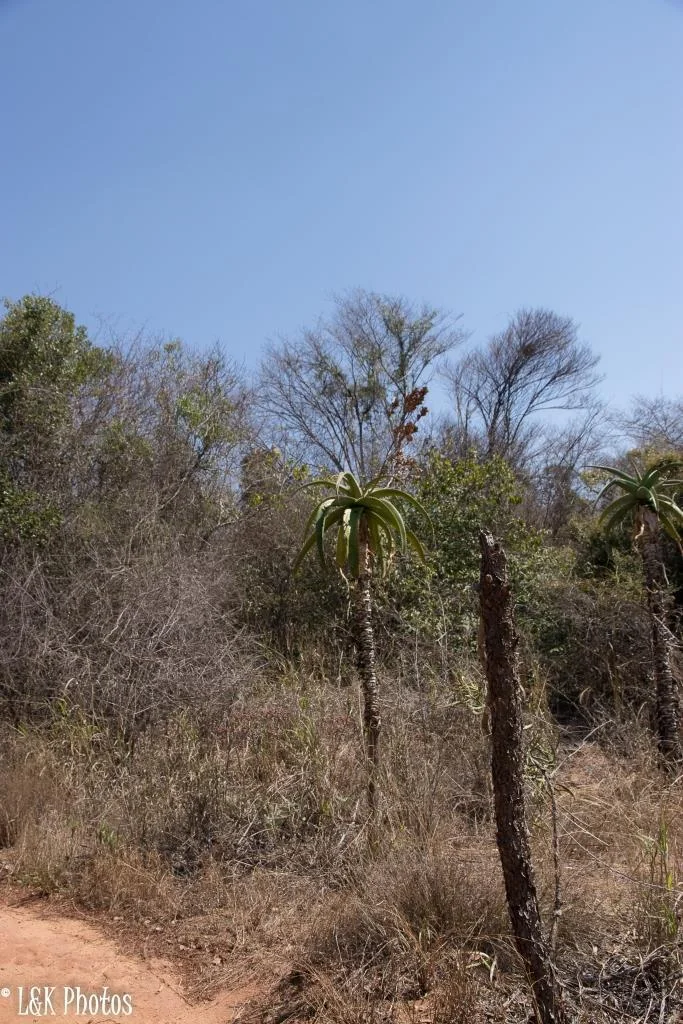 Aloe Vaombe