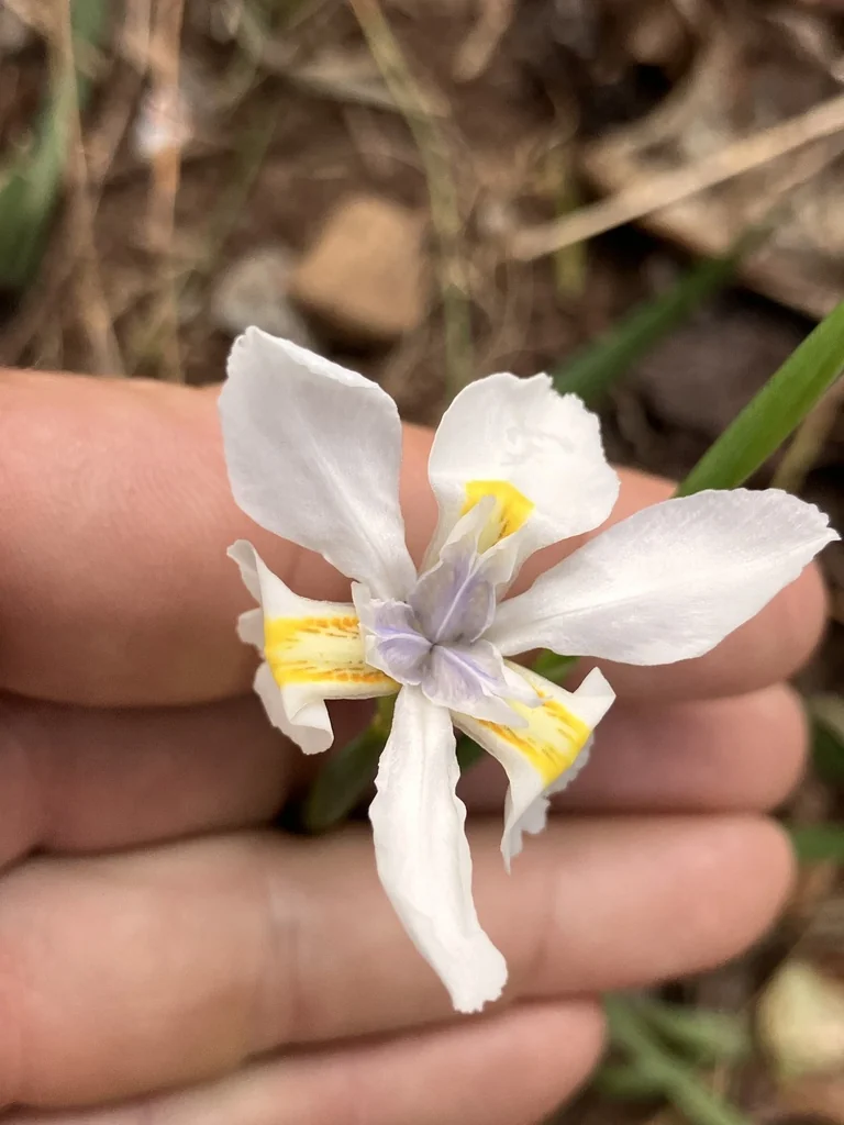 Dietes Iridioides