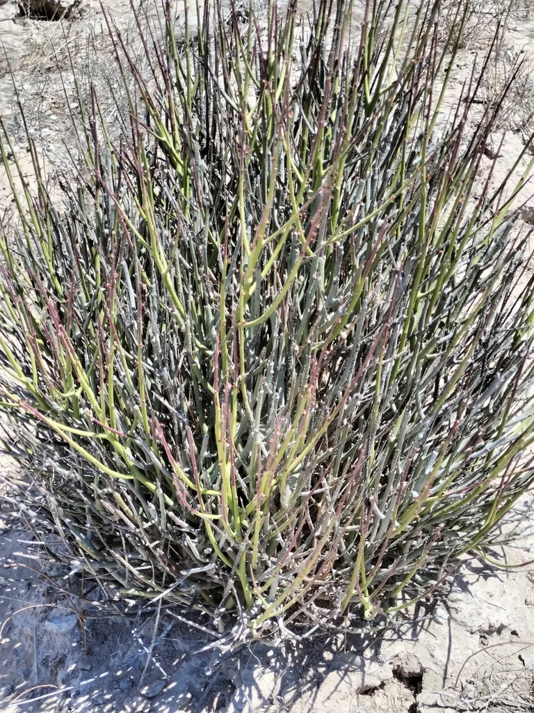 Pedilanthus Macrocarpus