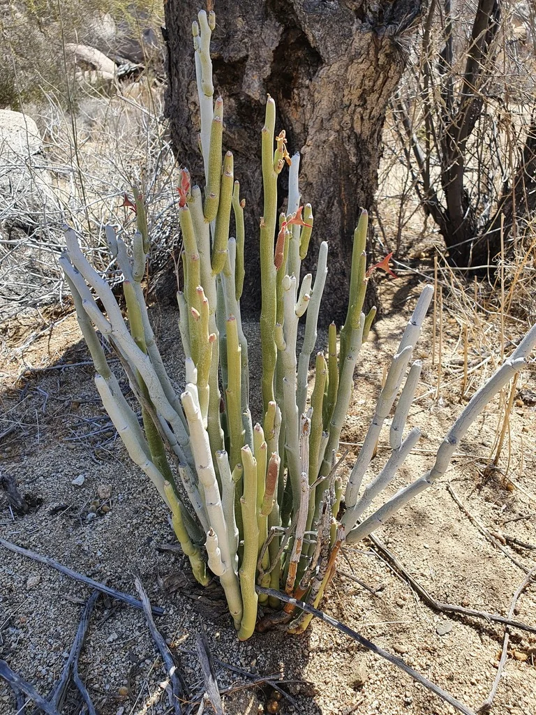 Pedilanthus Macrocarpus