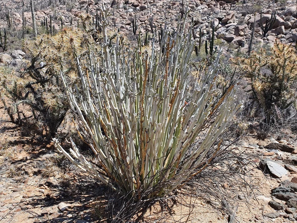 Pedilanthus Macrocarpus